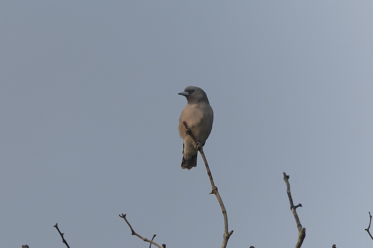 Ashy Woodswallow - ML643805729