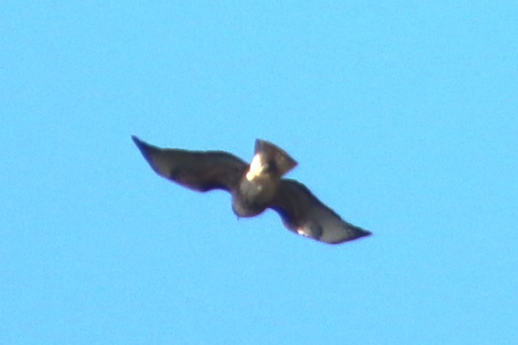 Red-tailed Hawk - ML643805730