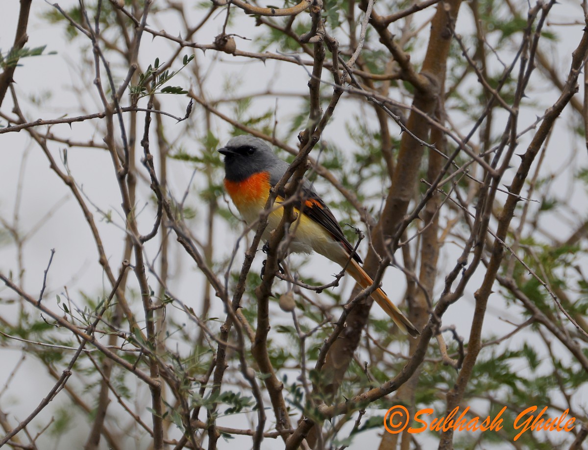 Small Minivet - ML643805731