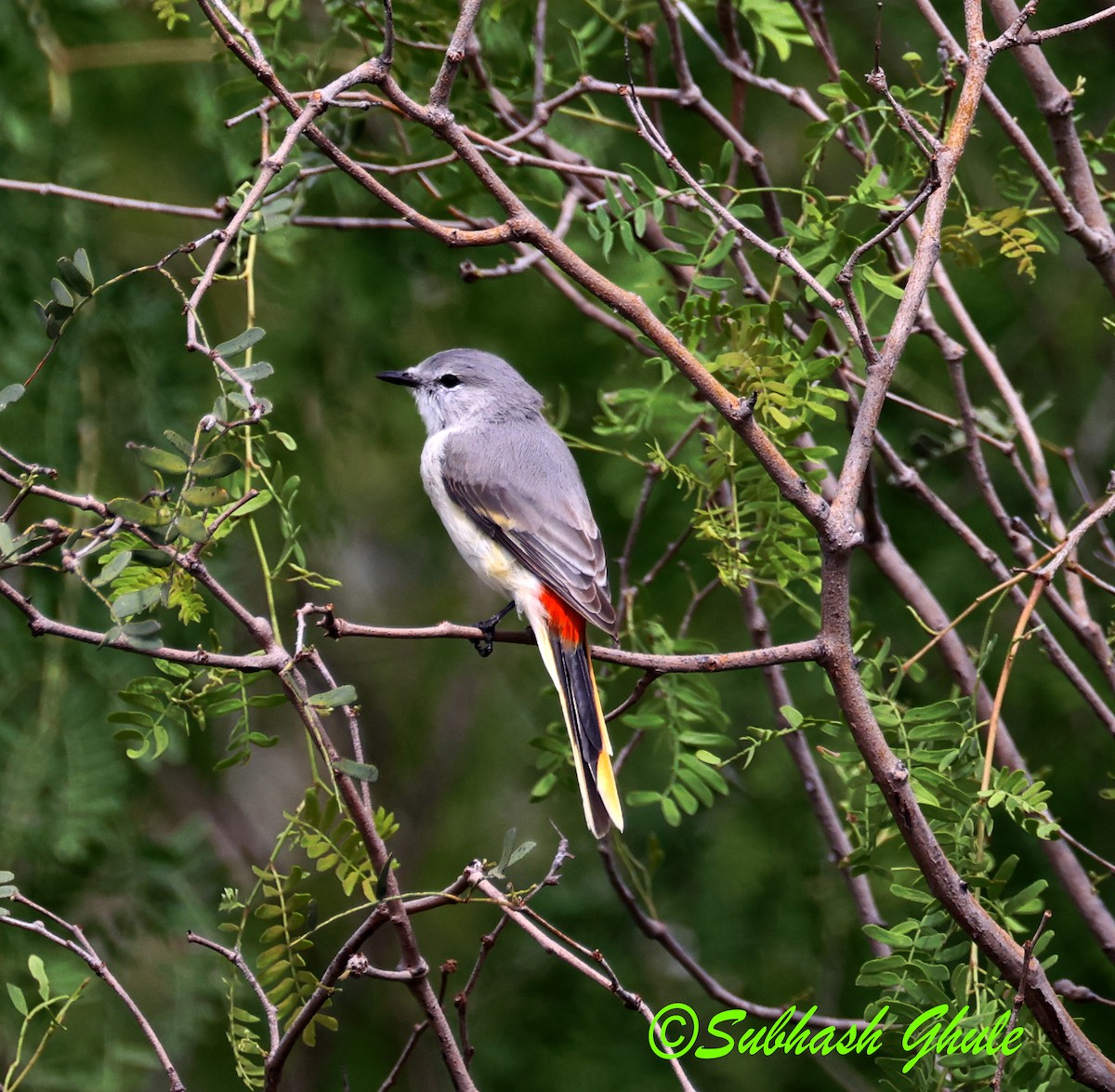 Minivet Chico - ML643805732