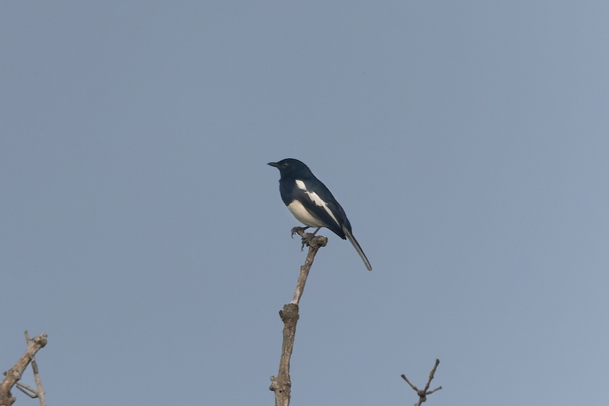 Oriental Magpie-Robin - ML643805733
