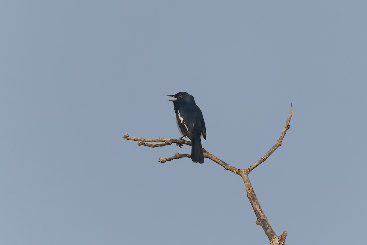 Oriental Magpie-Robin - ML643805734