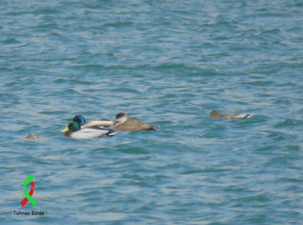 Red-crested Pochard - ML643805736