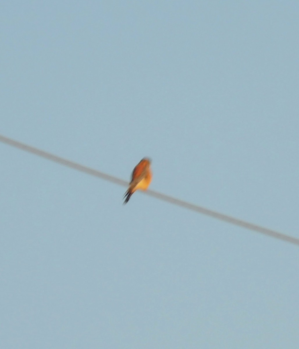 American Kestrel - ML643805739