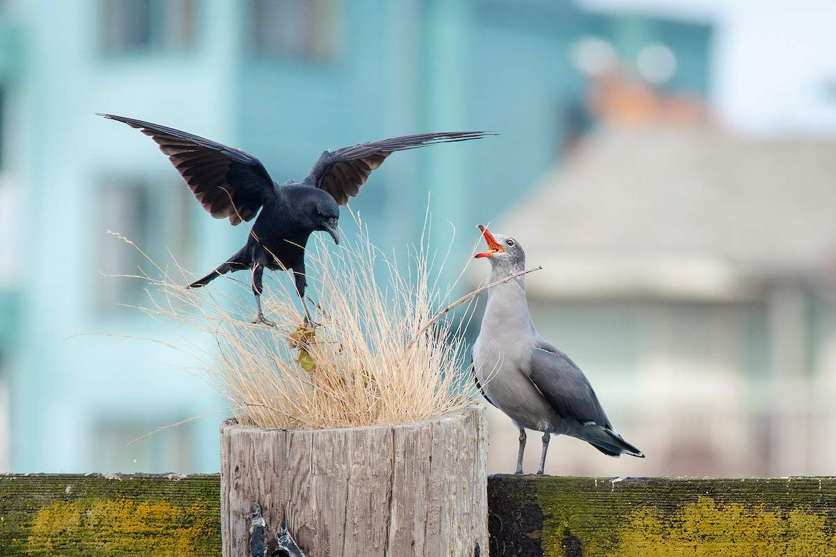 Heermann's Gull - ML643805740