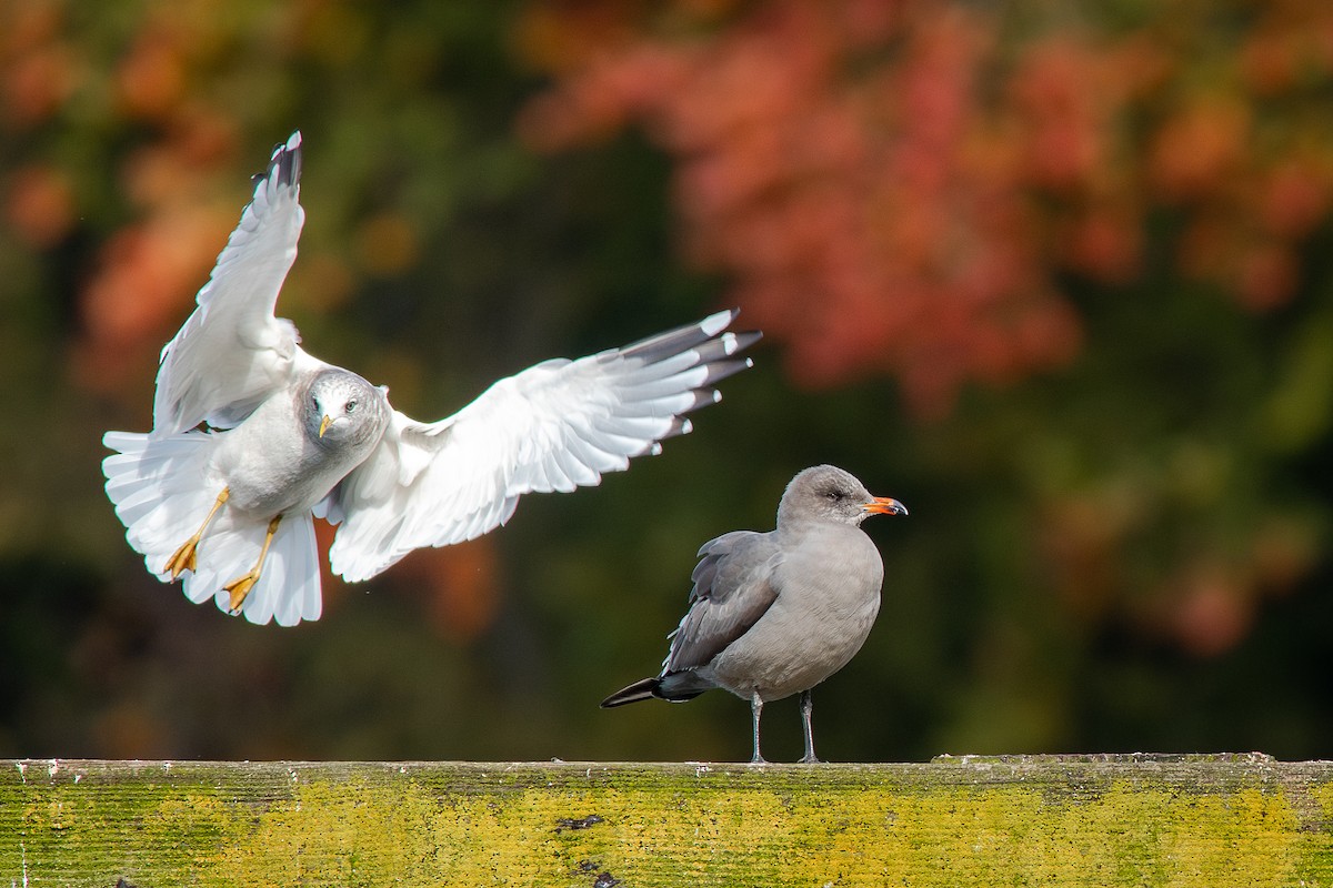 Heermann's Gull - ML643805741