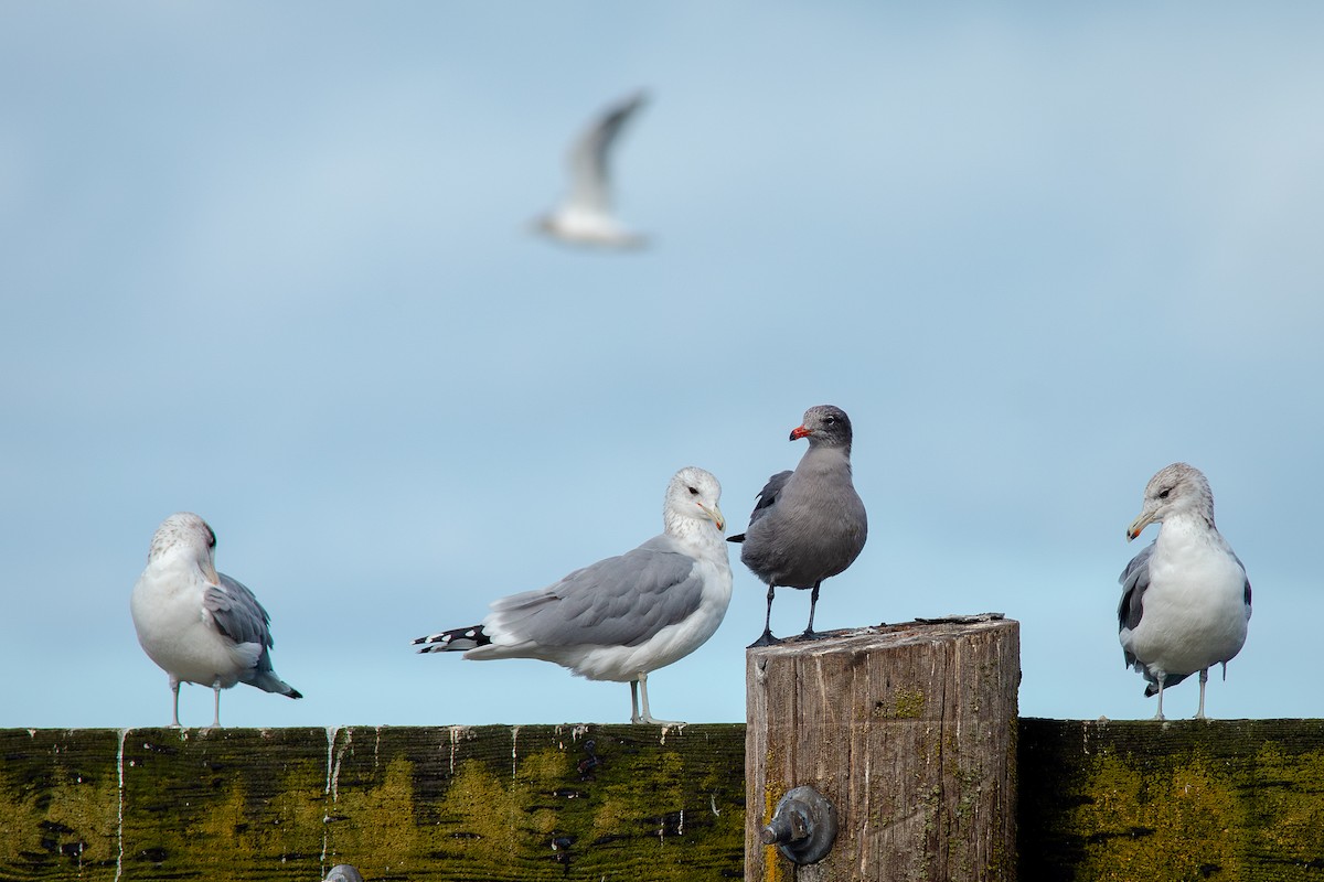 Heermann's Gull - ML643805742