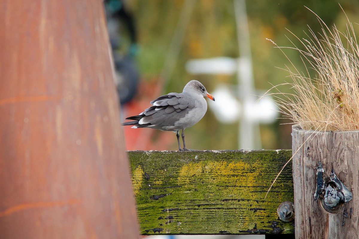 Heermann's Gull - ML643805743