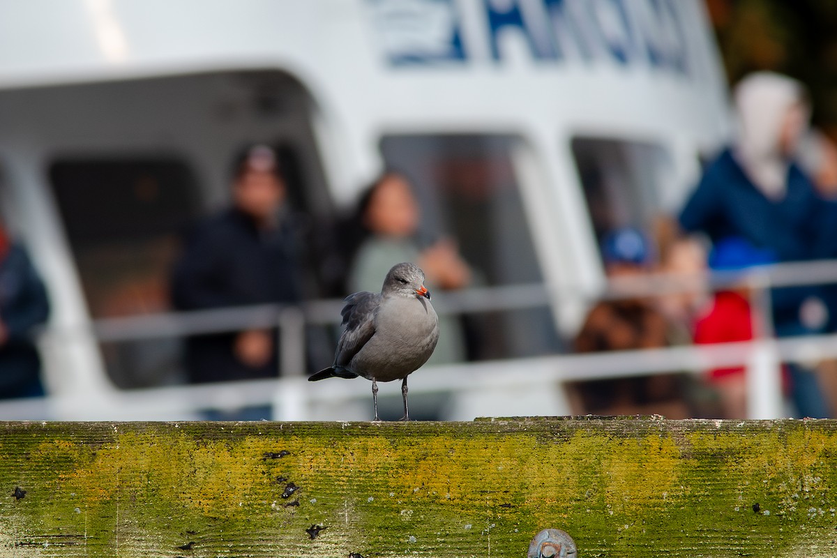 Heermann's Gull - ML643805745