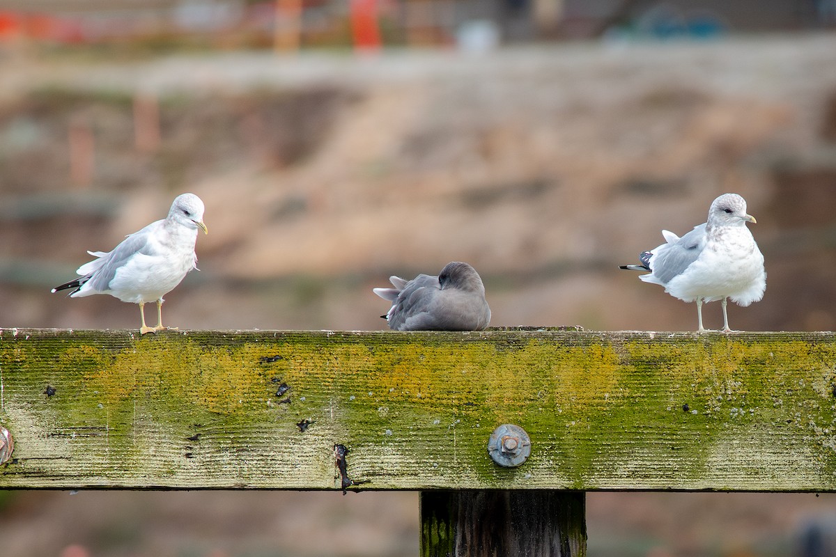 Heermann's Gull - ML643805746