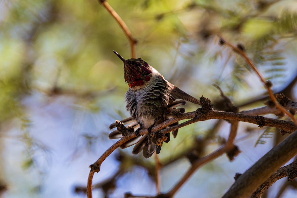 Colibrí de Anna - ML643805756