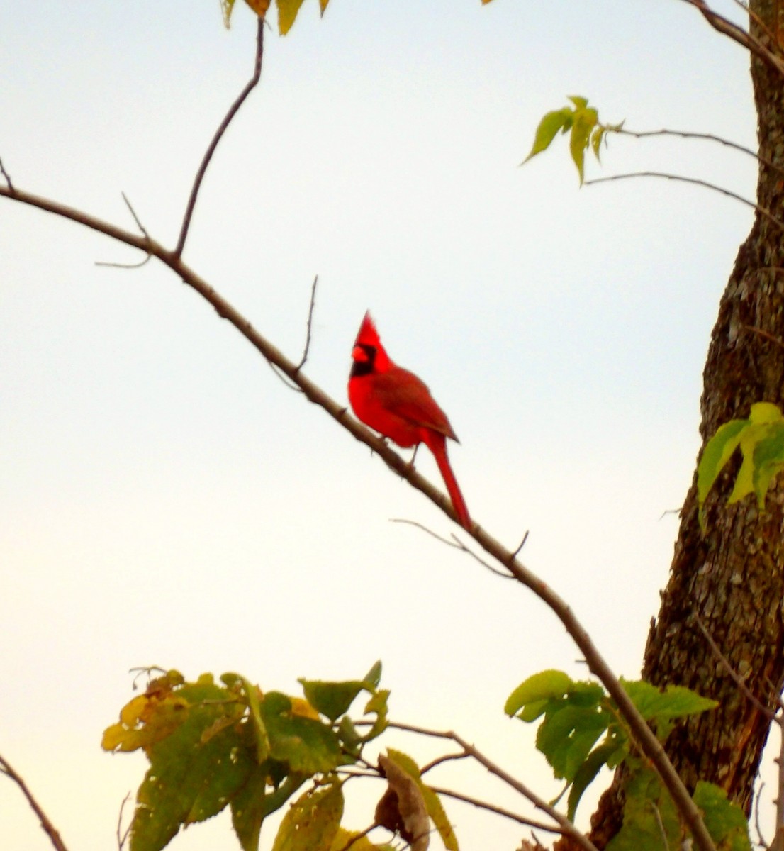 Cardenal Norteño - ML643805757