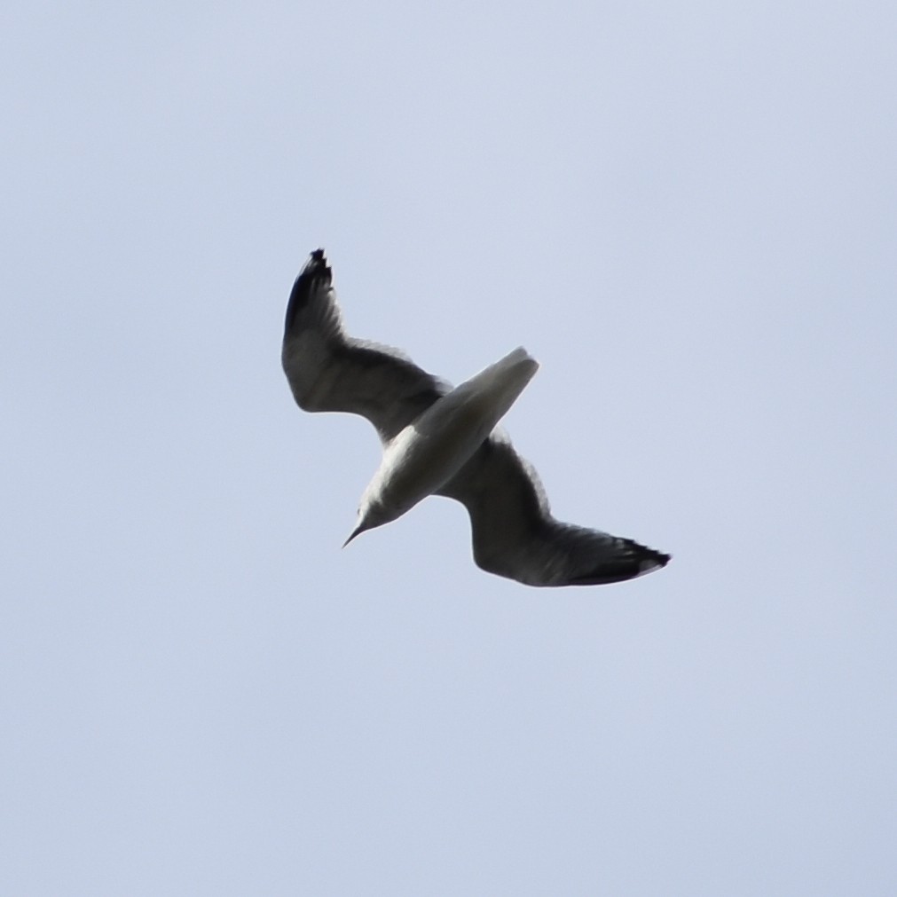 Gaviota de Alaska - ML643805763