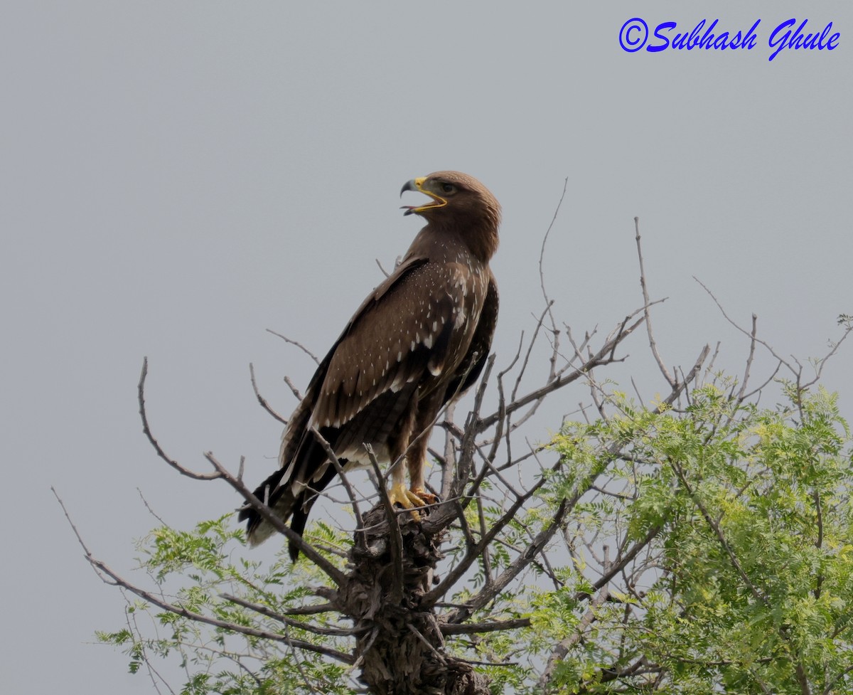 Águila India - ML643805764