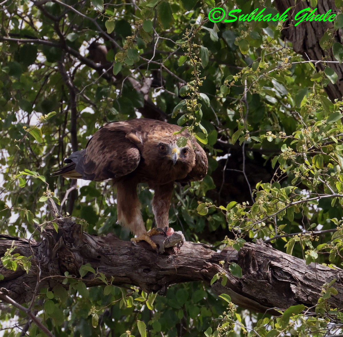 Águila India - ML643805765