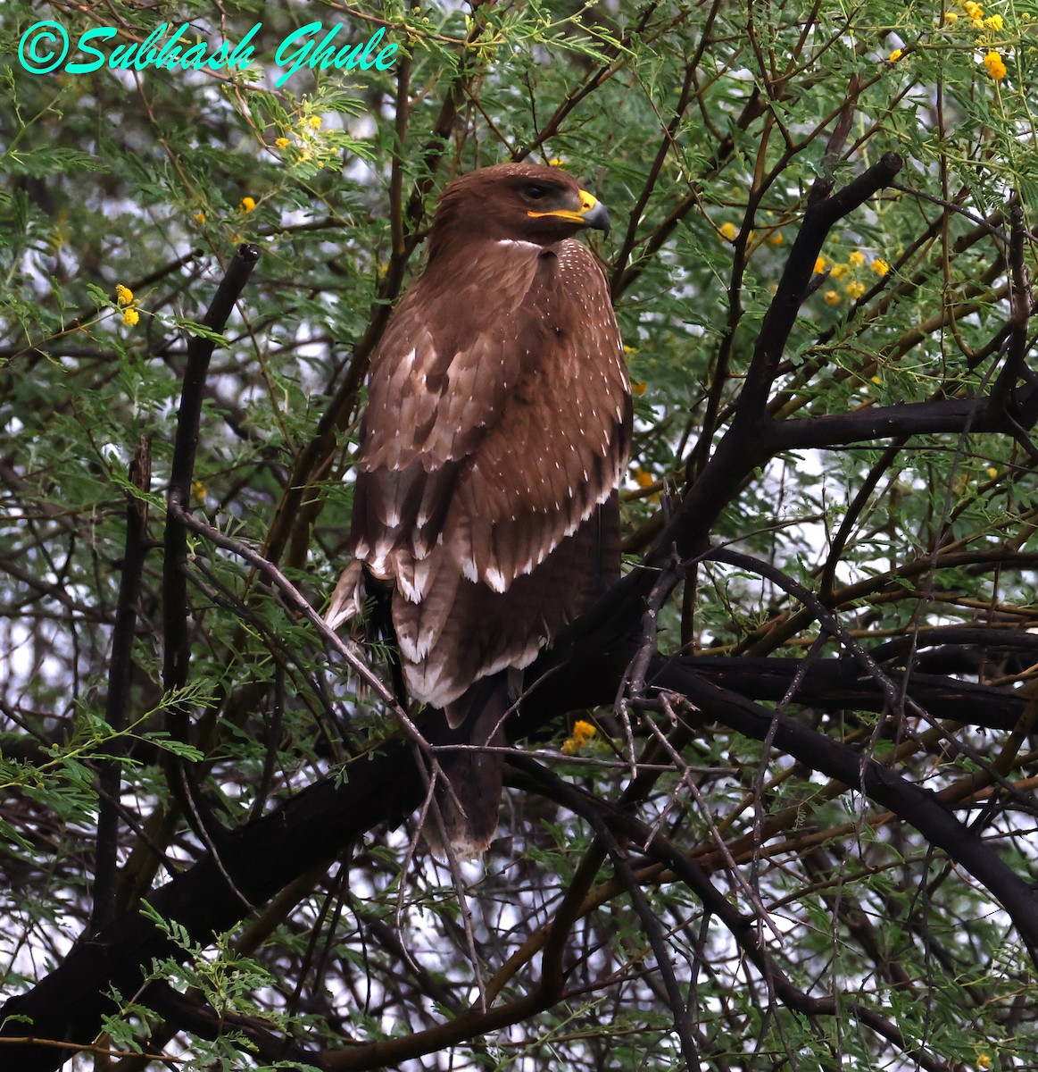 Águila India - ML643805766
