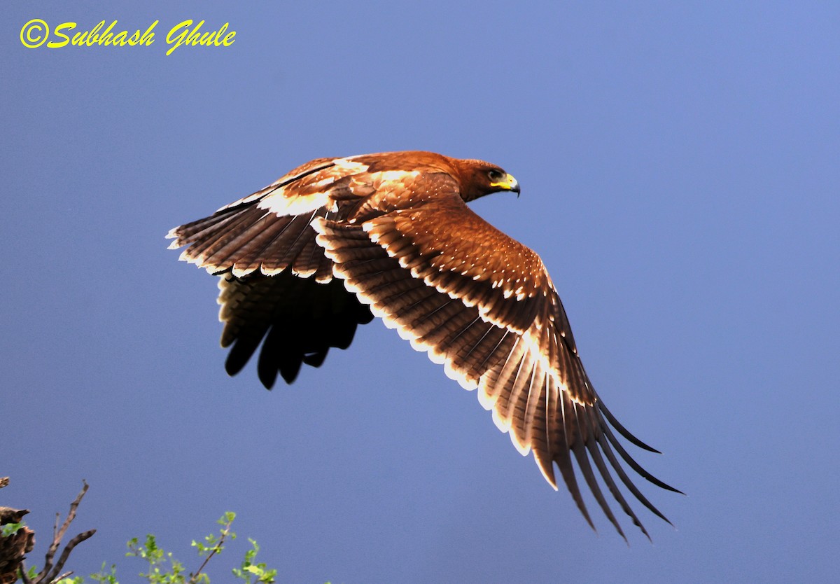 Águila India - ML643805767