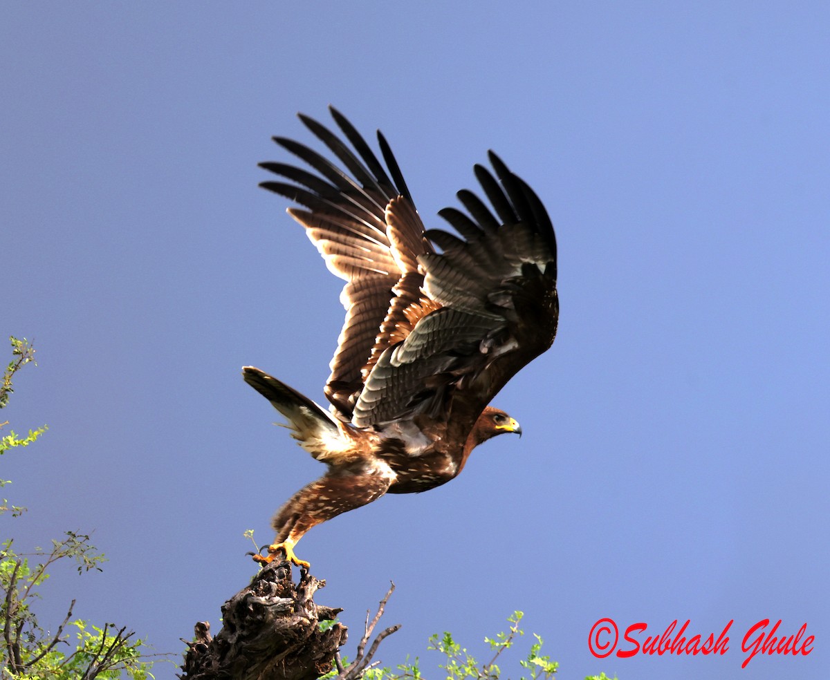 Águila India - ML643805769