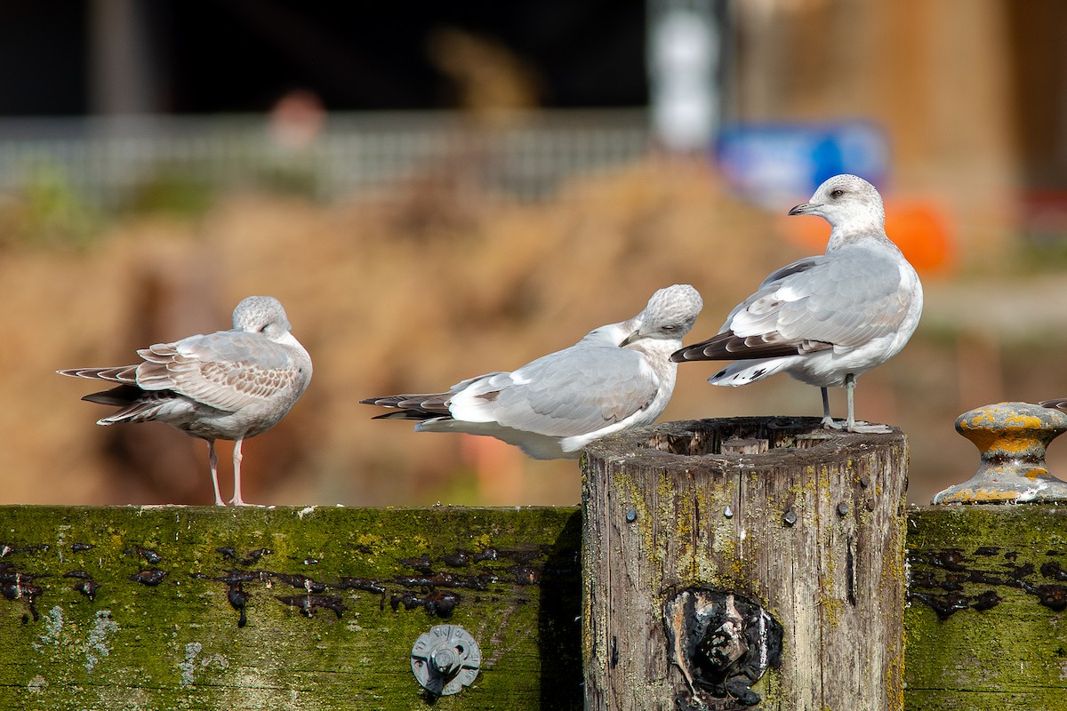 Gaviota de Alaska - ML643805771