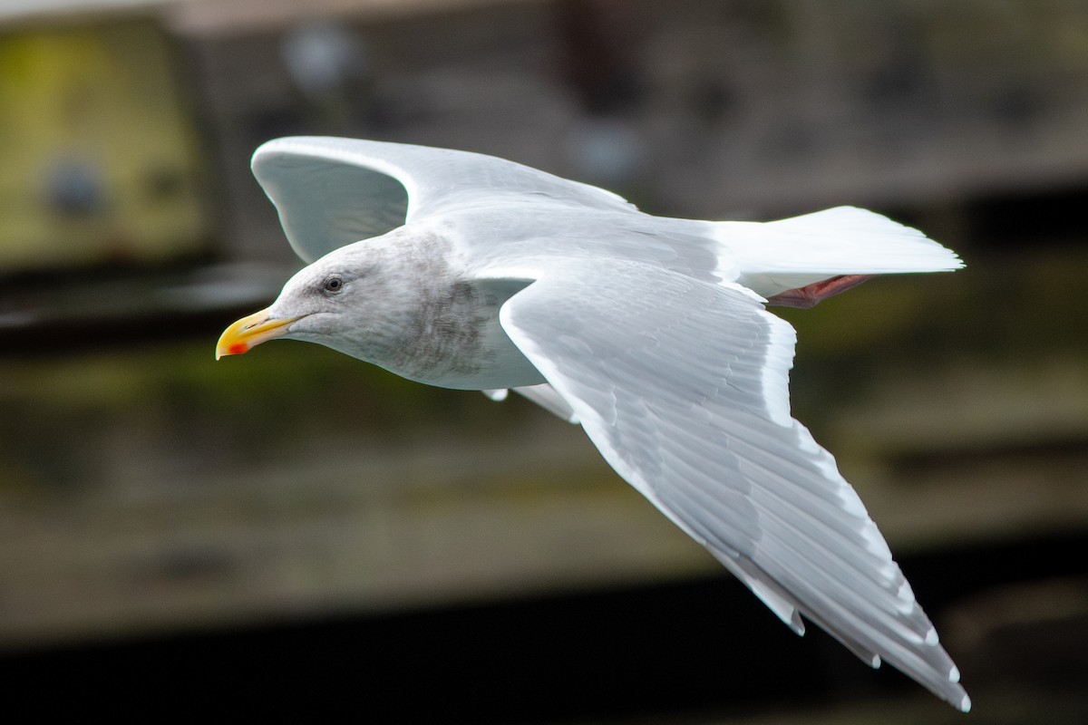 Glaucous-winged Gull - ML643805775