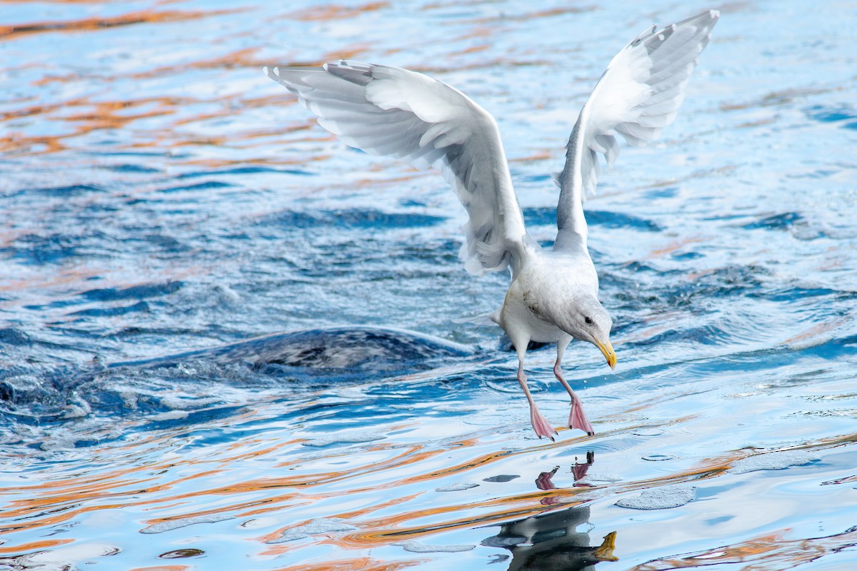 Glaucous-winged Gull - ML643805780