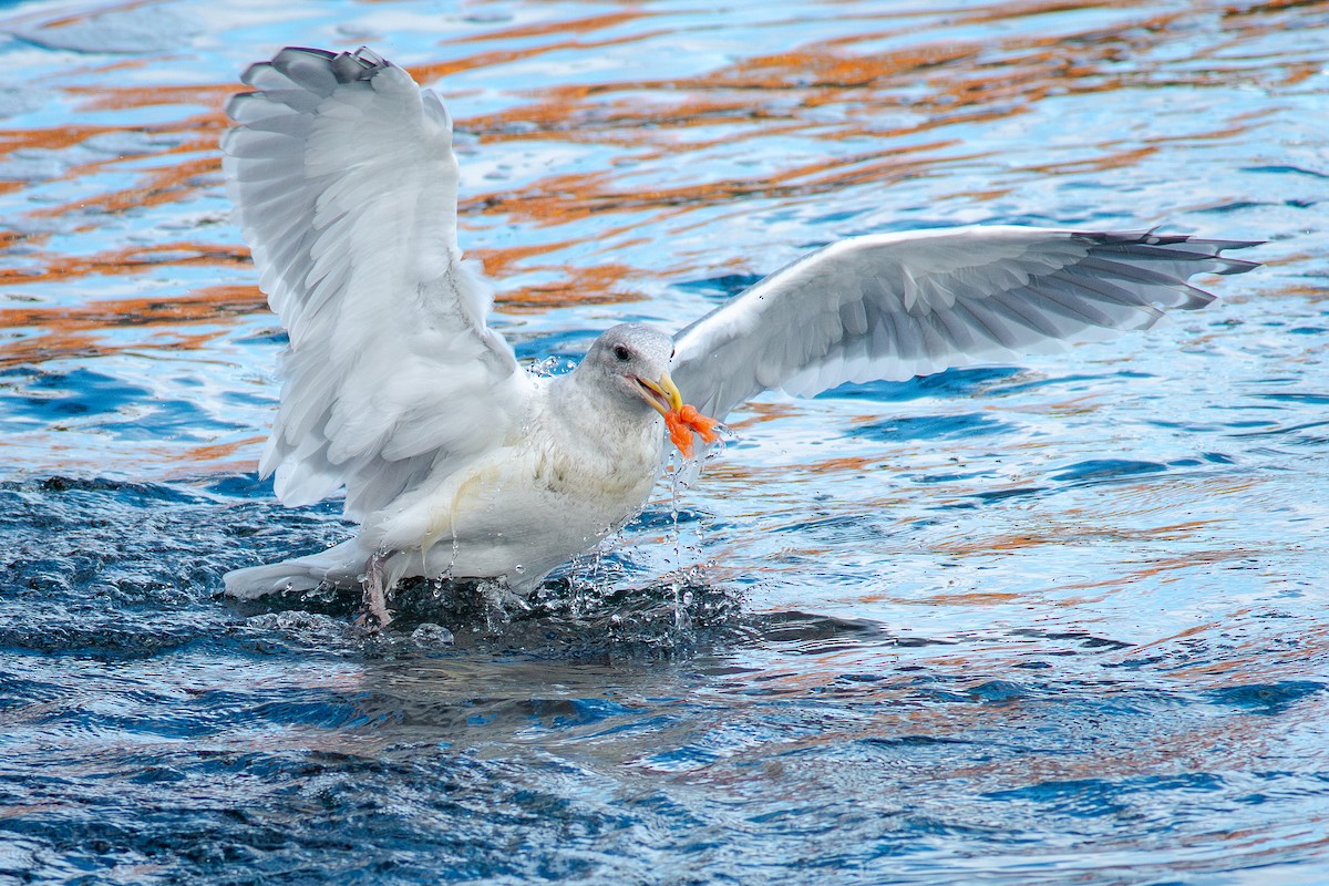 Glaucous-winged Gull - ML643805792