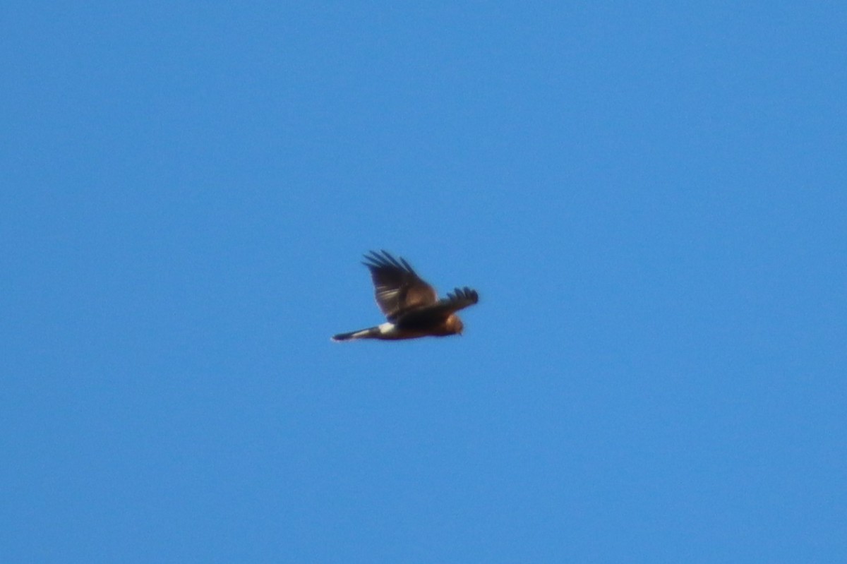 Northern Harrier - ML643805794