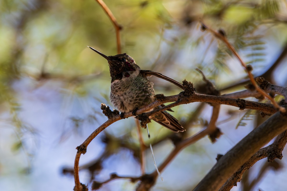 Anna's Hummingbird - ML643805795