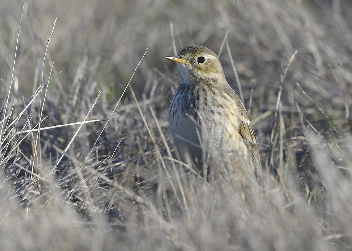 American Pipit - ML643805797