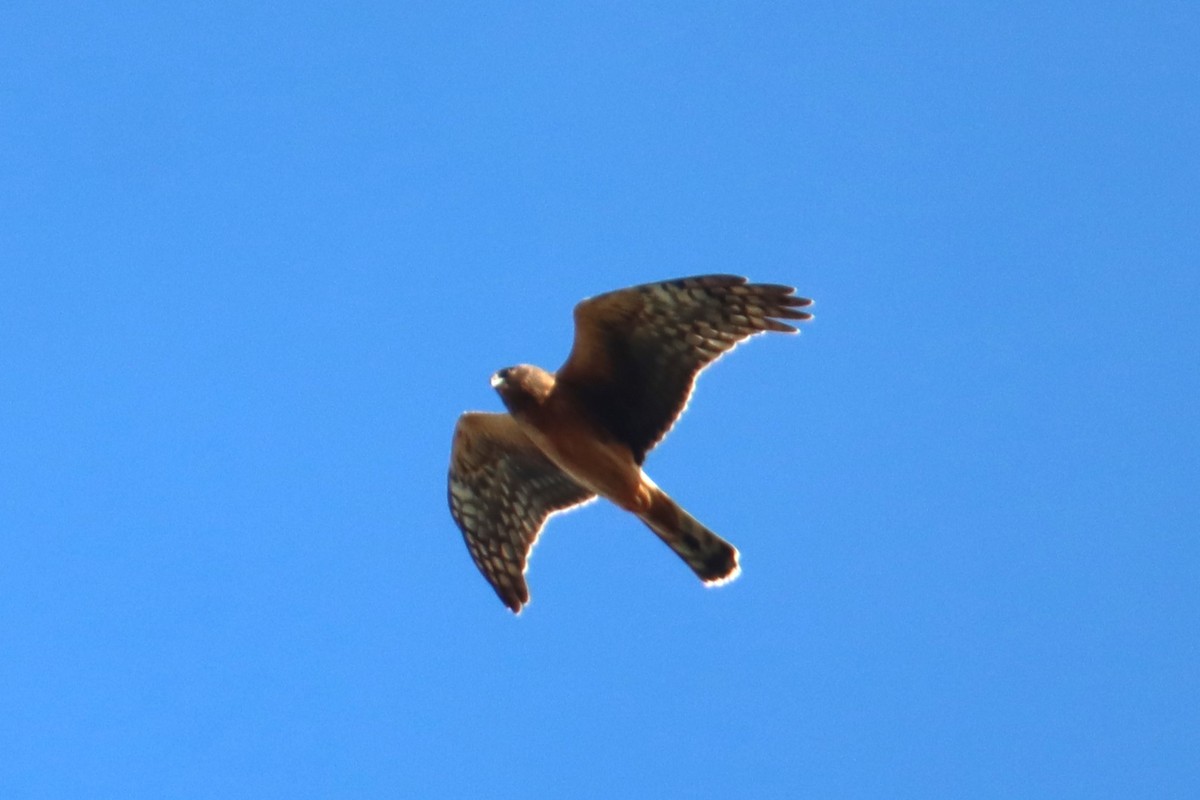 Northern Harrier - ML643805799