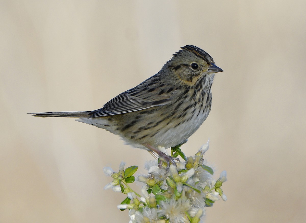 Lincoln's Sparrow - ML643805801