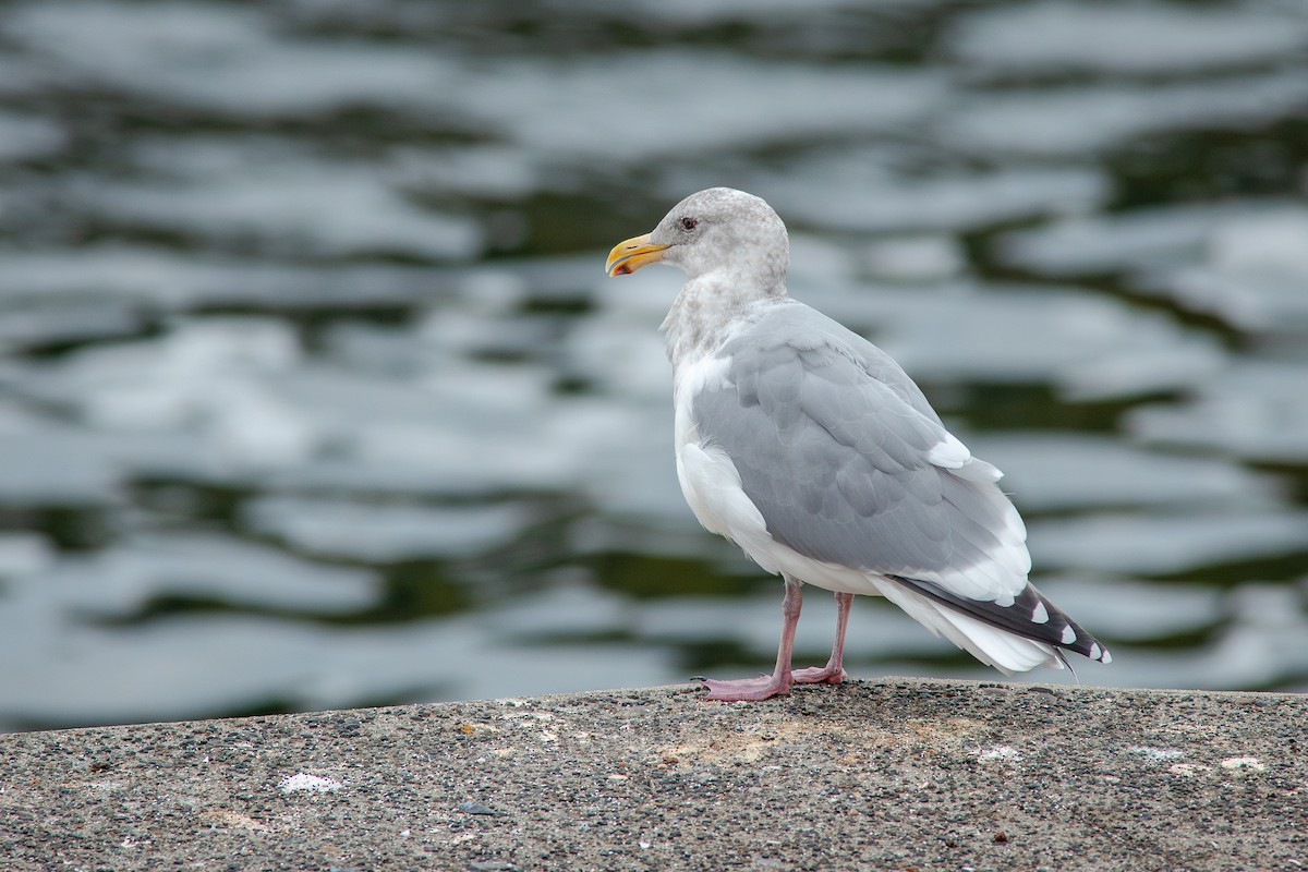 Western x Glaucous-winged Gull (hybrid) - ML643805810