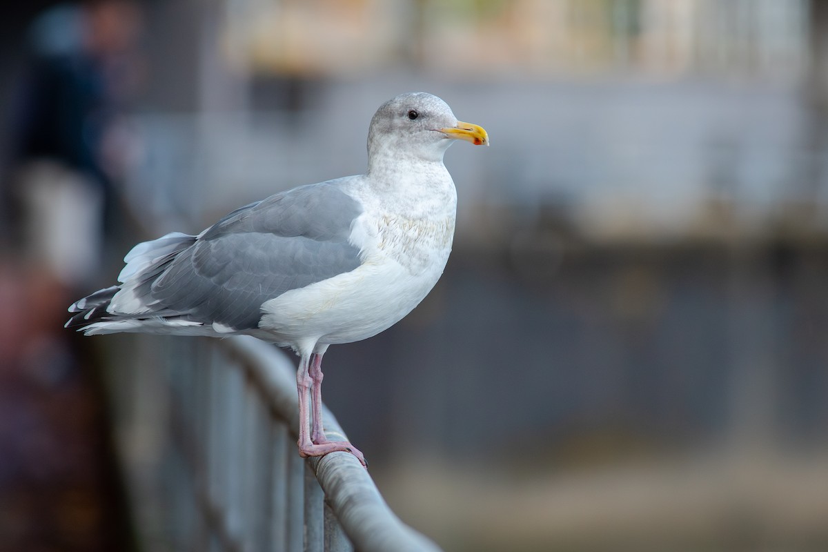 Western x Glaucous-winged Gull (hybrid) - ML643805811