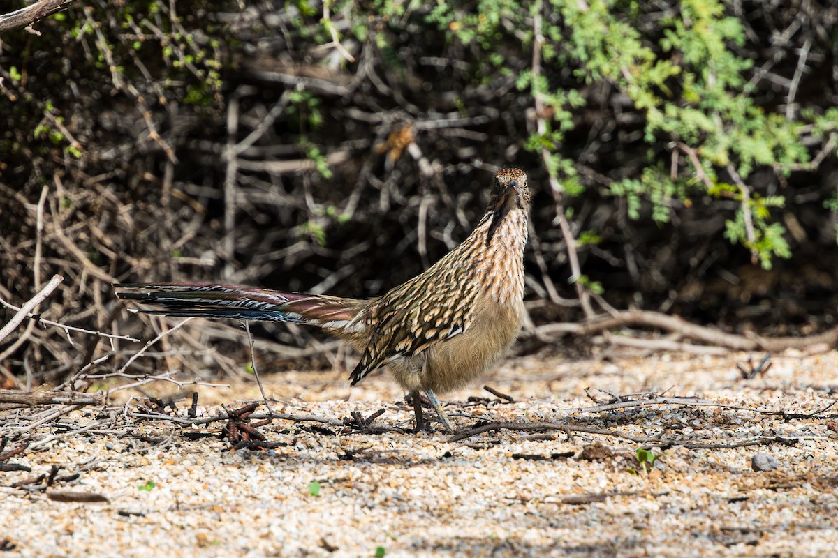 Greater Roadrunner - ML643805813
