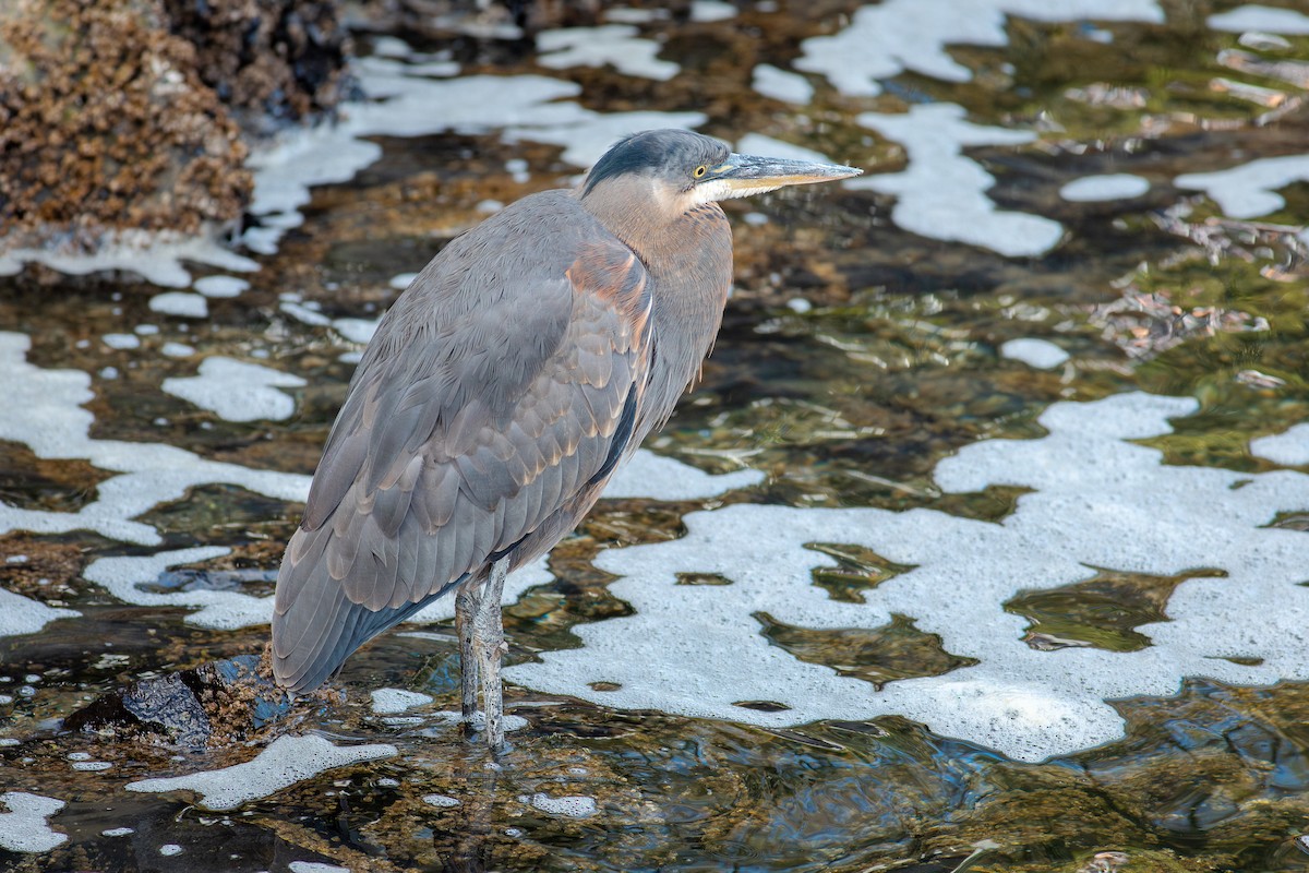 Great Blue Heron - ML643805818