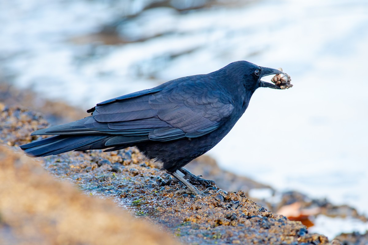American Crow - ML643805824