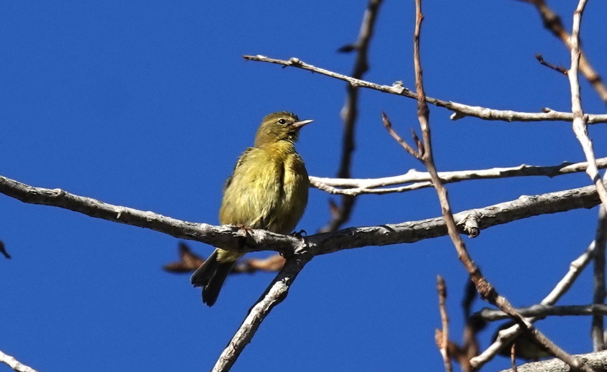 Warbling Vireo (Western) - ML643805826