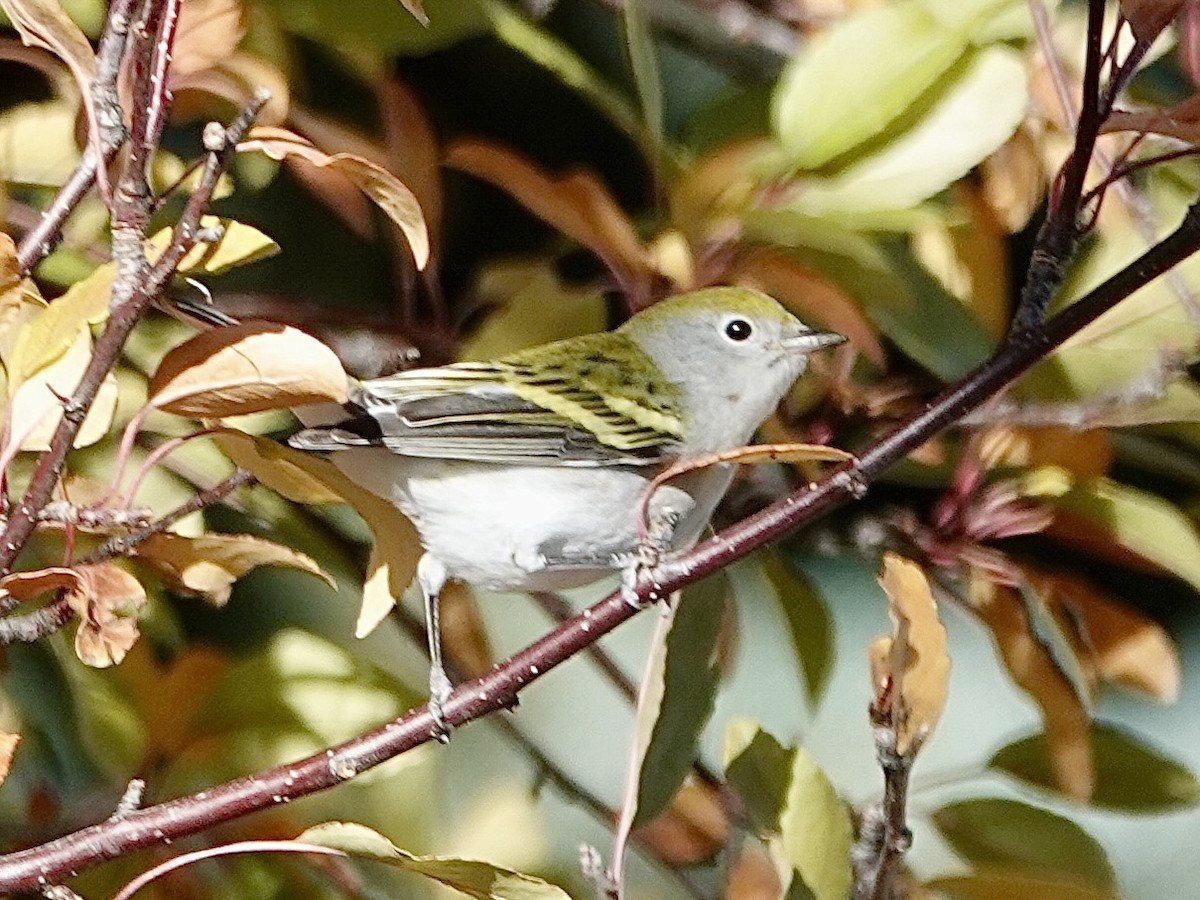 Chestnut-sided Warbler - ML643805827