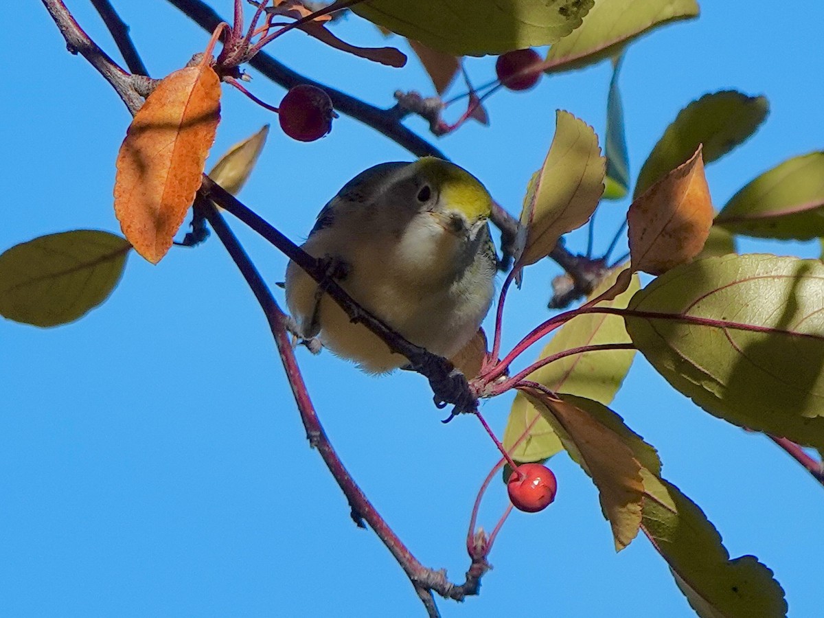 Chestnut-sided Warbler - ML643805828