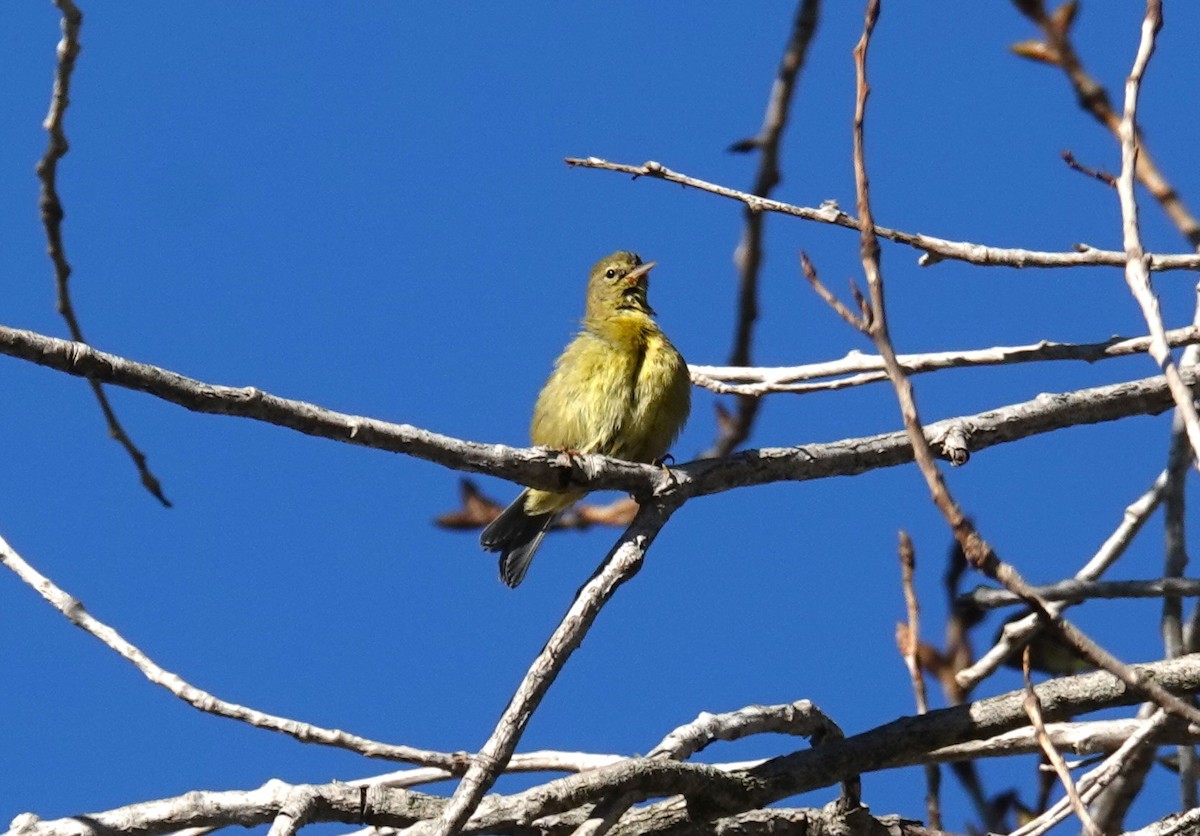 Warbling Vireo (Western) - ML643805833