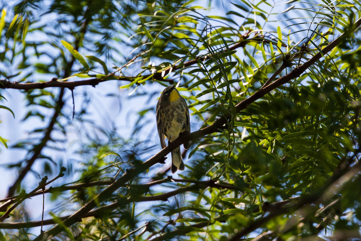 Yellow-rumped Warbler - ML643805845