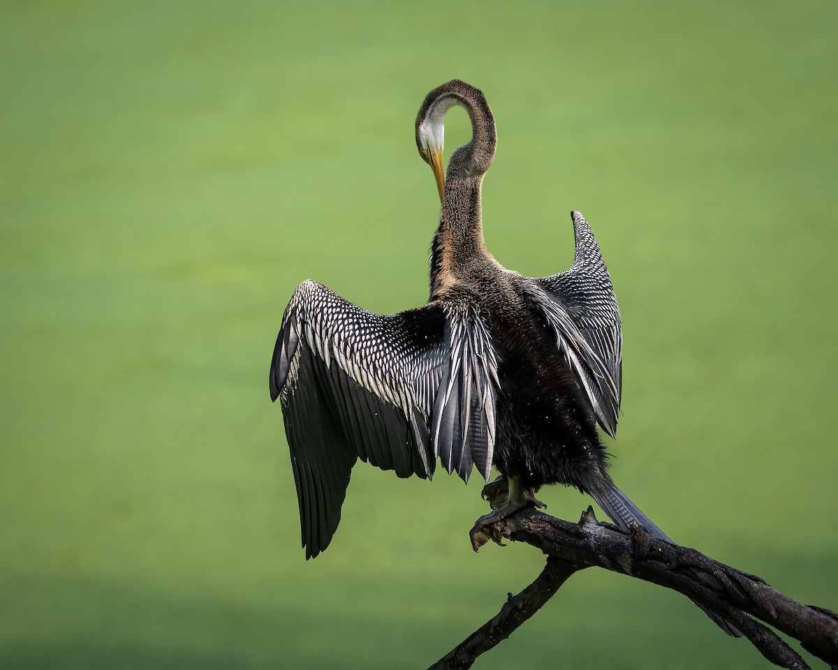 Oriental Darter - ML643805853