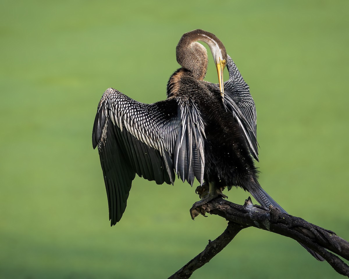 Oriental Darter - ML643805854