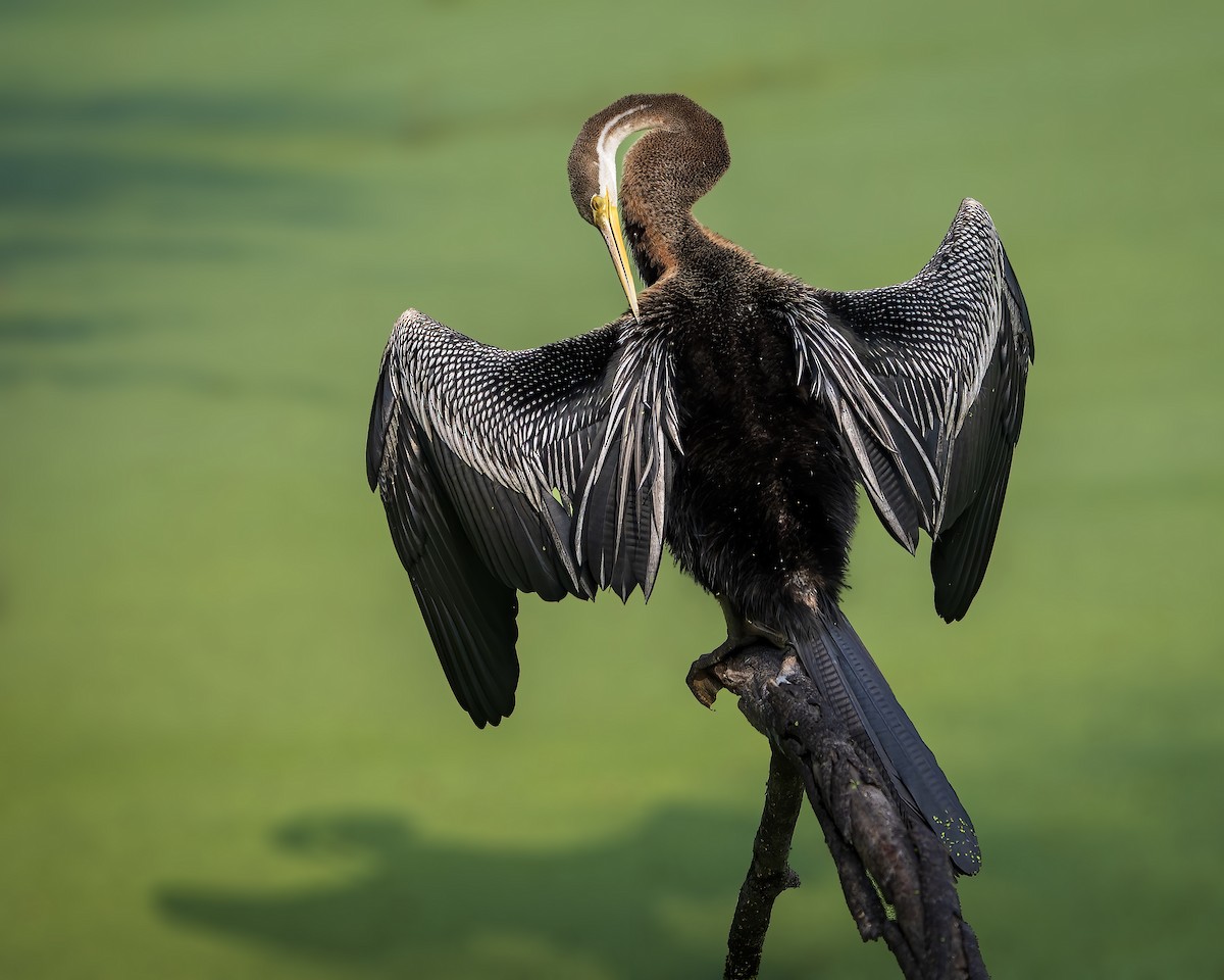 Oriental Darter - ML643805855