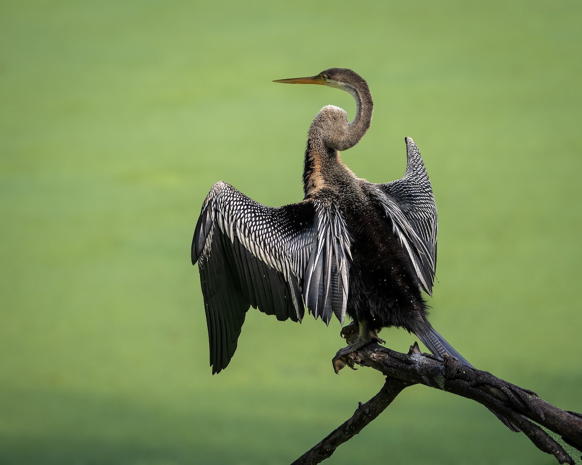 Oriental Darter - ML643805856