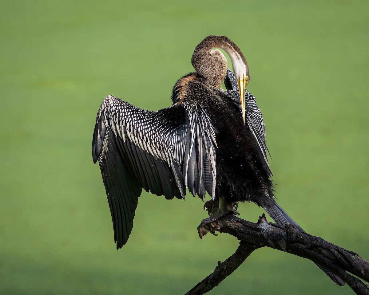 Oriental Darter - ML643805857