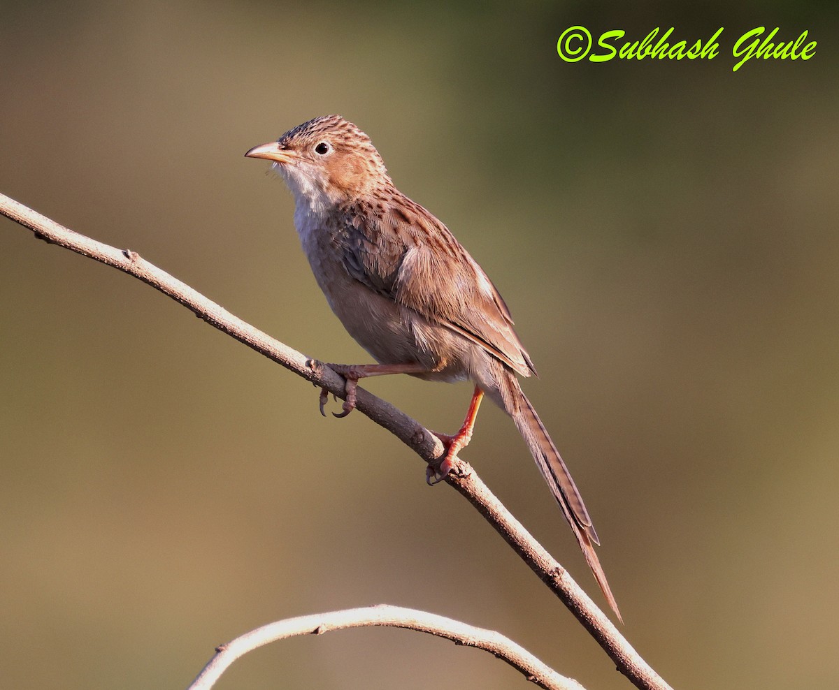 スジカブリヤブチメドリ - ML643805867