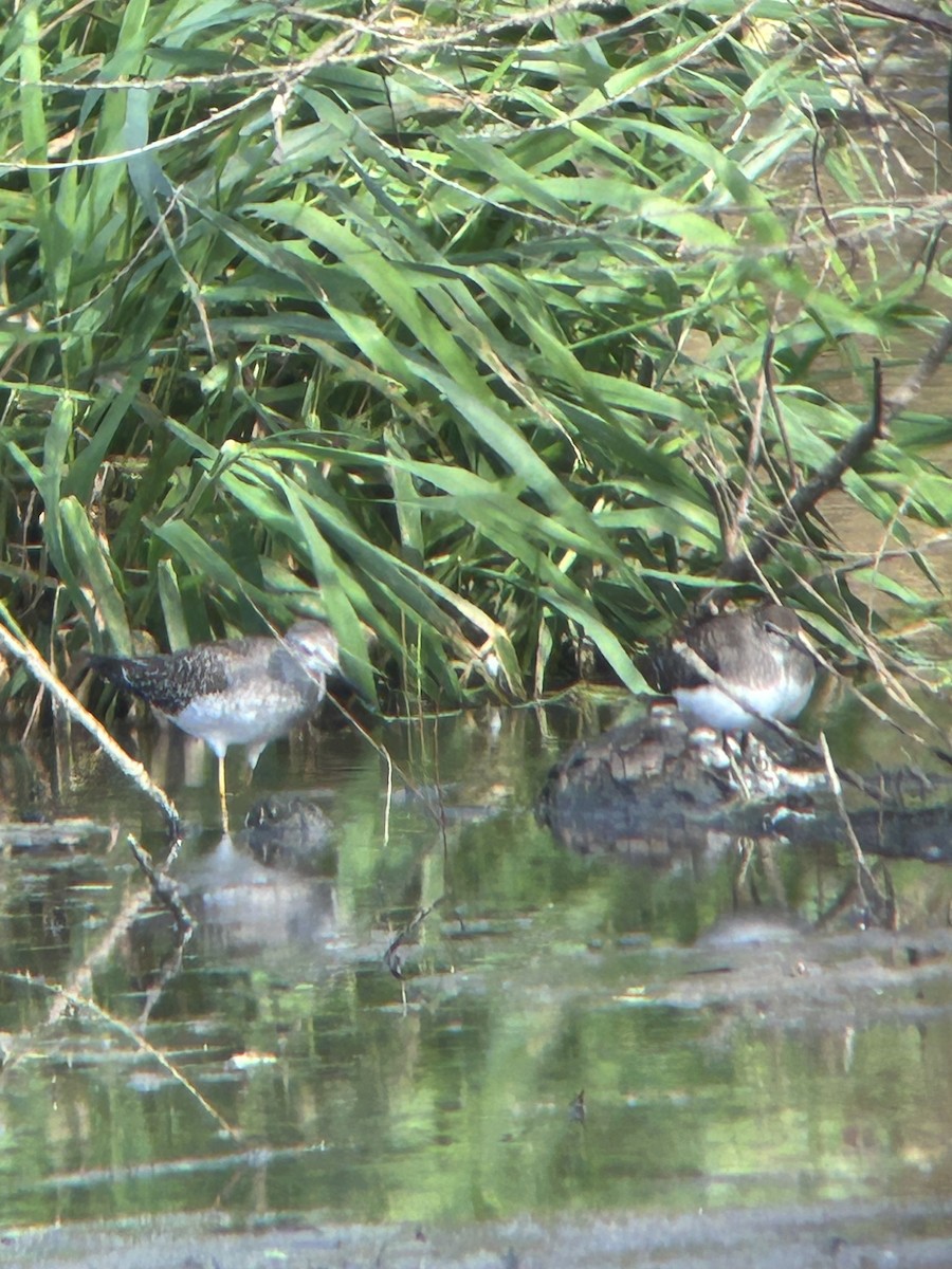 Andarríos Solitario - ML643805874