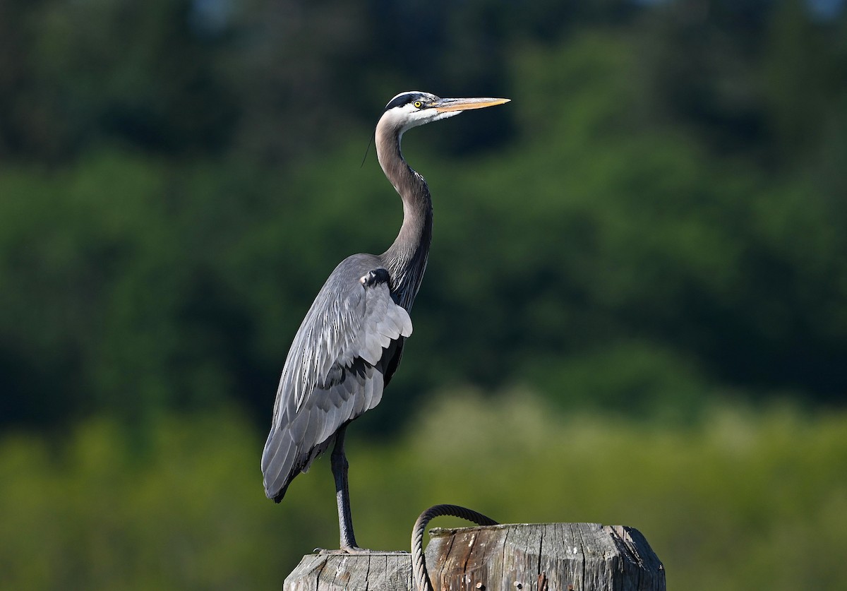 Great Blue Heron - ML643805901
