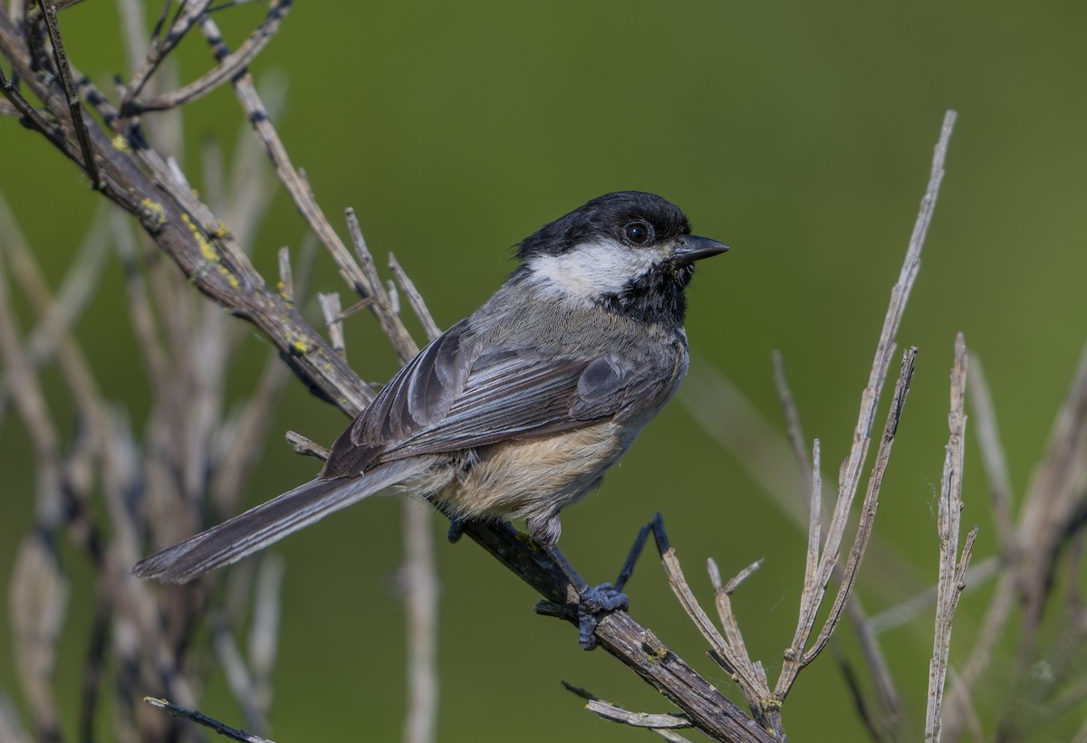 Black-capped Chickadee - ML643805905